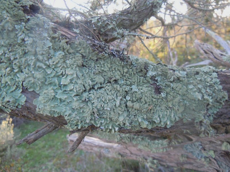 ...dalle dune di Porto Liscia (Santa Teresa Gallura)  2